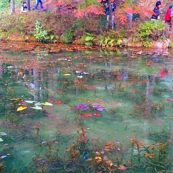 モネの池　見頃　紅葉